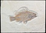 Detailed, Priscacara Fossil Fish - Wyoming #36941-1
